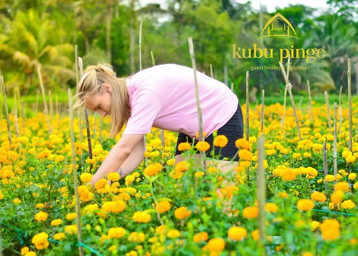 Kubu Pinge Accommodatie bij particulieren