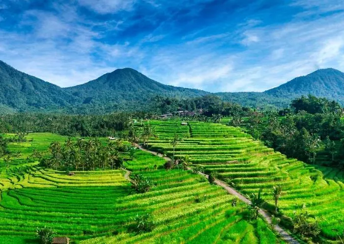 Kubu Pinge